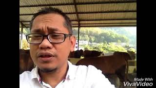 Sapi Jenis Baru Sapi Lima Bukan Jumlahnya Lima Ya # Sapi Unggul