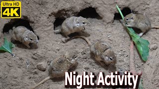 10-Hour Cat TV: Desert Mouse Night Activity for Cats | 4K UHD