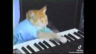 Keyboard cat