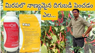 #How to increase yield in chilli crop#మిరపలొ దిగుబడిని పెంచడం ఎల#yield ON#kms#mc Extra#valagro