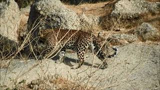 indian leopard 2