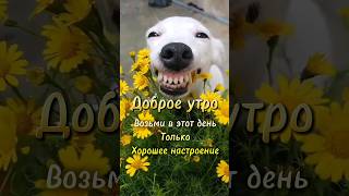 #хорошегодня #хорошегонастроения #позитив #доброеутро #пожелание #привет #животные #собаки