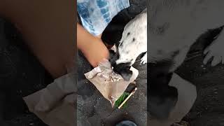 makan di temani anjing pemilik ibu warung