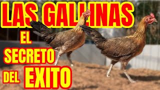 LAS GALLINAS... EL SECRETO DEL EXITO