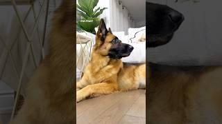 Can you please watch my dog for me? #germanshepperd