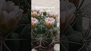 #music #ambient #beats #цветы #cactusyack #flowers