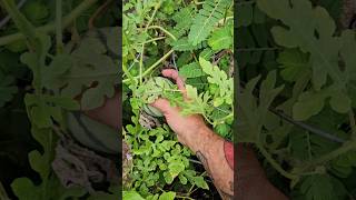 Easy Way to Know Your Watermelon is Ready to Harvest || DHBG