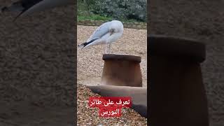 تعرف على طائر 🐦 النورس.