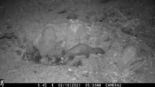 Pine marten in Donard Forest