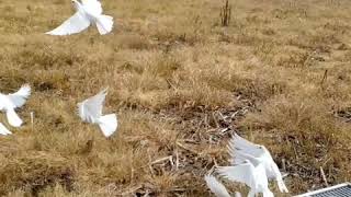 White Doves for Funerals and Weddings in training slow motion