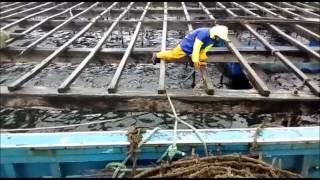 Galicia de Pesca. Sacando mejillón de la batea