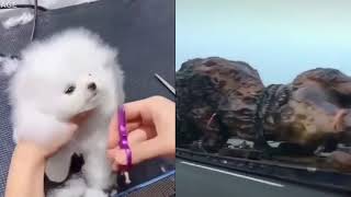 Which one's cuter? Dog vs. Lion