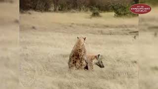 Hyenas Mating in Ol Kinyei Conservancy Maasai Mara