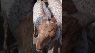 pyara Bakra #shorts Bakra Mandi Pakistan | barkra Eid 2023