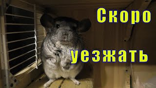 СКОРО УЕЗЖАТЬ /ПИТОМЦЫ КТО КУДА