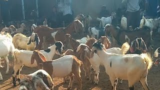 pasar kambing semuliraya hari ini