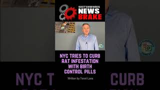 NYC Fights Rat Infestation with Birth Control