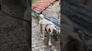 KANGAL GÜCÜ #pet #shortvideo #dog #köpek #kopek #dogs #pets #subscribe  #shepherd #puppy #fy  #like