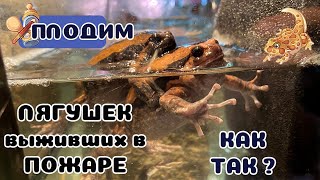 Нерест калоул!!! Новогодние чудеса))