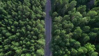 Camera zoom. Aerial view of a car driving through the forest. Highway between trees. Lonely car.