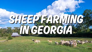 Sheep Farming In Georgia