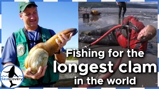 Longest burrowing clam in the world (Geoduck) #shorts