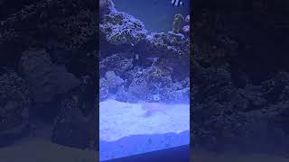 Diamond Goby is working cleaning process