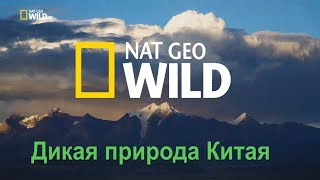 Nat Geo Wild: Дикая природа Китая. Царство дикой природы Тибета / China's wild side