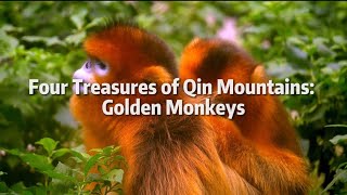 Four Treasures of Qin Mountains: Golden Monkeys