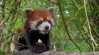 [Mr. Tapir] Red Panda Eating Apples