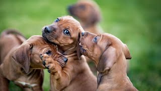 Do Rhodesian Ridgebacks have a strong protective instinct?