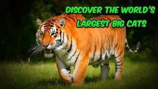 Biggest Cats in the Wild: Top 10 Majestic and Massive Felines