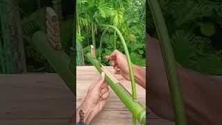 Wait for end 😱🔥😳 #bamboo #diy #bamboogun #satisfying #bamboobamboo #bambooshoot #garden #archery