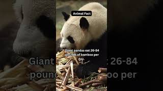 Animal Fact🐼🤩😁#panda #daily