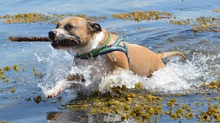 Aggressive Pit Bull Attack Dog      #shorts