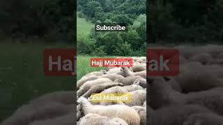 Qurbani | Eid e Qurban | iyi bayramlar | #viral #shorts