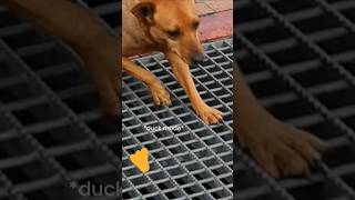 Phoebe VS Grates 😂 #dogs #funnydog #pets