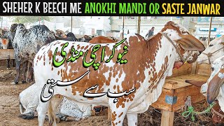 ITNI SASTI MANDI MIL GYI KARACHI KI 😱 | Sab se Sasti Mandi 🐂 | Cow Mandi 2024 | Cattle Express