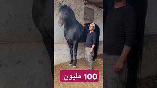 100 مليون دولار في المستوى