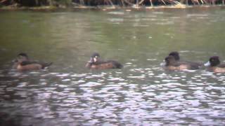 Ring-necked ducks at rooksbury mill 27 Nov 2015