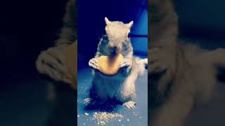 Adorable squirrel loves her vanilla wafers ❤️ #adorable #squirrels #shorts