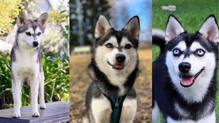 Alaskan klee kai | Funny and Cute Dog video compilation in 2022.