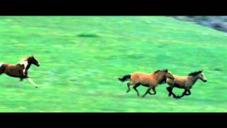 Horses - Run Free