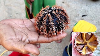 Eating Fresh Sea Urchin Roe | Uni | Salungo | Swaki | Puerto Galera