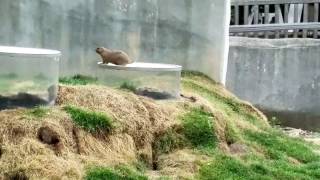 Detroit Zoo Prairie Dogs 2016