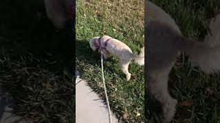 Going on a SNIFFARI 🐾 SOUND ON for pretty birdsong ✨ #funnycavapoo #cutecavapoo #dogvideo