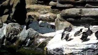 Torquay Living Coast Puffins