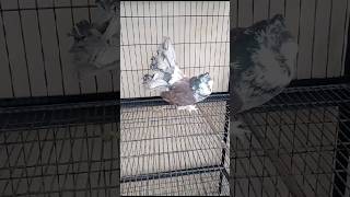 Fantail Pigeon Pair||#foryou #viral #viralvideo #foryou #foryou #foryou #foryou #foryou #foryou