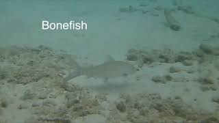 Caribbean Fish: Bonnetmouth & Bonefish