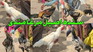 Sindh Aseel murga mandi | Tando adam mandi update 2023